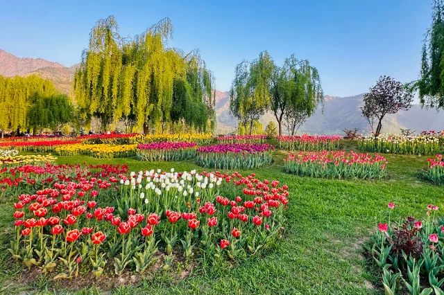 Kashmir Tulip Tour package, kashmir family tour, kashmir in april may